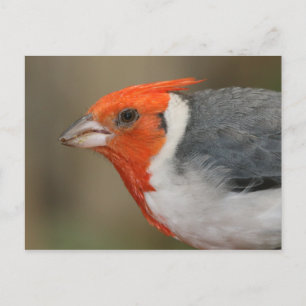 Carte Postale Cardinal à crête rouge
