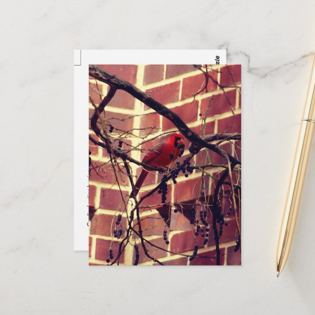 Carte Postale Cardinal à la bibliothèque du 43e (Devant/Arrière en situation)