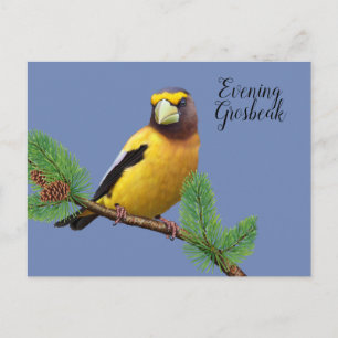 Carte Postale Cardinal à tête noire du soir