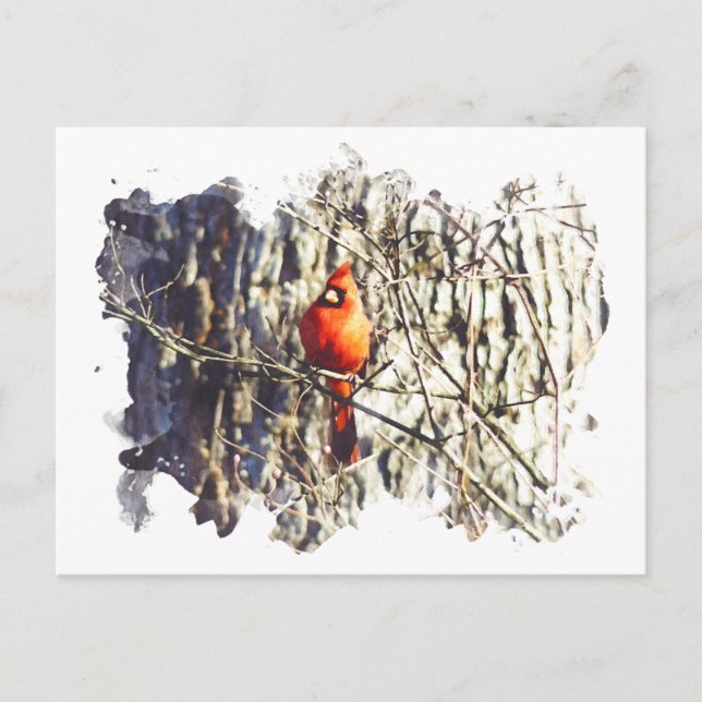 Carte Postale Cardinal aquarelle (Devant)