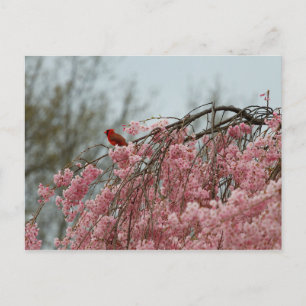 Carte Postale Cardinal au sommet d'un cerisier qui pleut