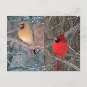 Carte postale Cardinal Couple