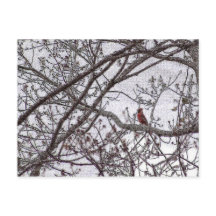 Cardinal dans un arbre