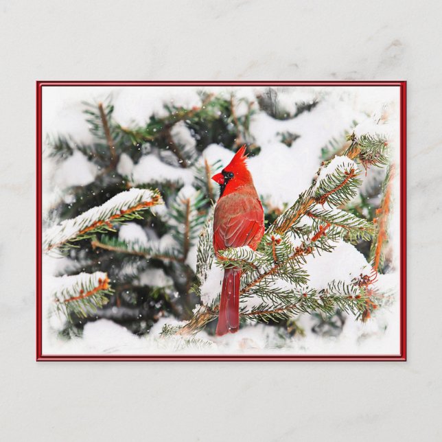 Carte Postale Cardinal dans un pin (Devant)