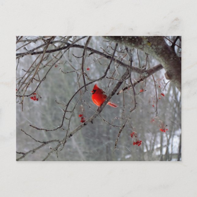 Carte Postale Cardinal d'hiver (Devant)