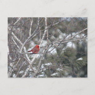 Carte Postale Cardinal d'hiver
