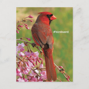 Carte Postale Cardinal du Nord