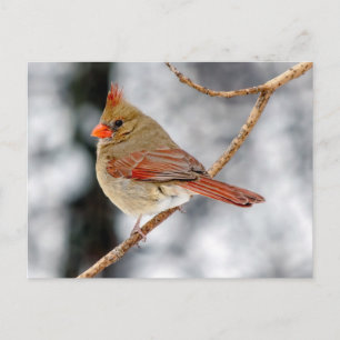 Carte postale Cardinal du Nord
