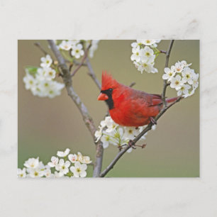 Carte Postale Cardinal du Nord