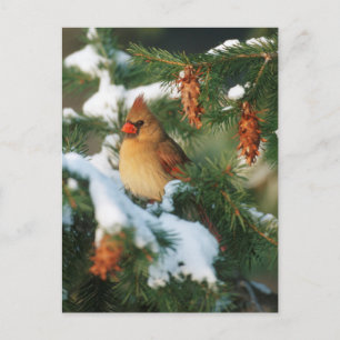 Carte Postale Cardinal du Nord dans un arbre, Illinois