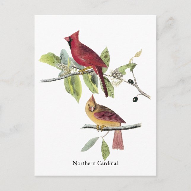 Carte Postale Cardinal du nord d'Audubon (Devant)