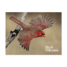 Cardinal Du Nord En Vol