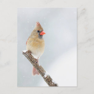 Carte Postale Cardinal du Nord féminin dans la neige Photo