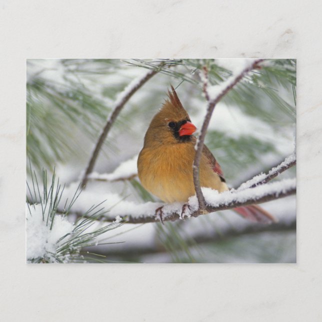 Carte Postale Cardinal du Nord féminin dans un pin enneigé, (Devant)