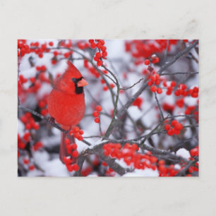 Carte Postale Cardinal du Nord, Hiver, IL