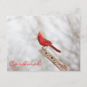 Carte Postale Cardinal du Nord sur une branche