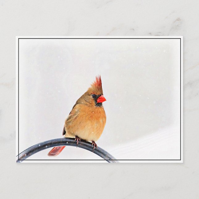 Carte Postale Cardinal féminin (Devant)