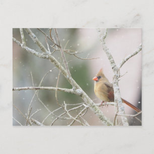 Carte Postale Cardinal féminin sur les branches d'hiver