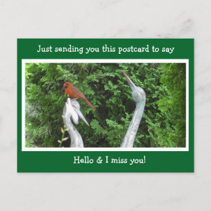 Carte Postale Cardinal Hide dire Bonjour et Mlle Vous