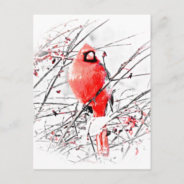 CARTE POSTALE CARDINAL HOMME D'HIVER (Devant)