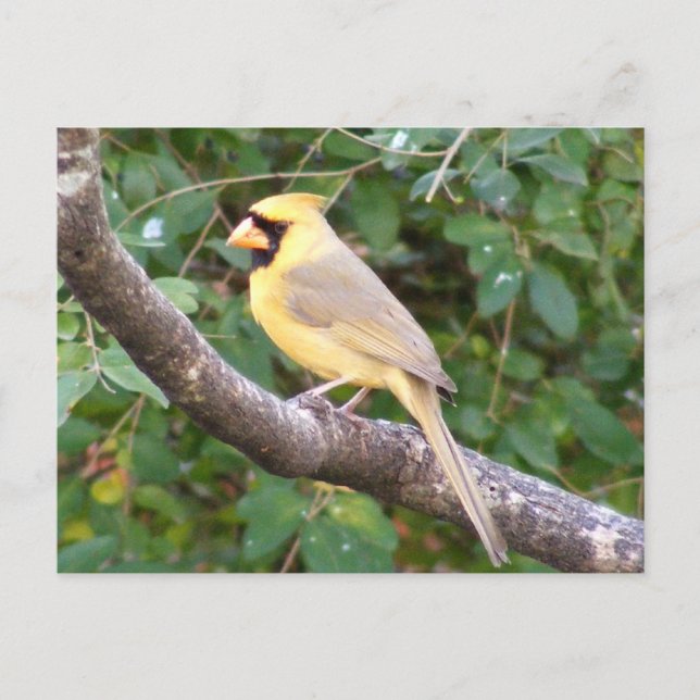 Carte Postale Cardinal jaune (Devant)