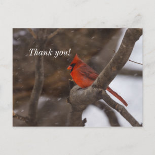 Carte postale Cardinal Merci Tempête de neige