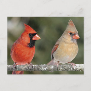 Carte postale Cardinal Nord
