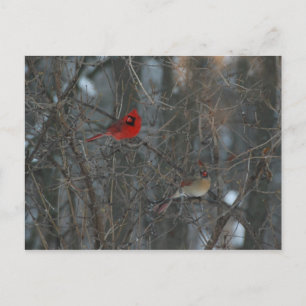 Carte Postale Cardinal Pair