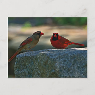 Carte Postale cardinal pair  Old Lynchburg City Cemetery