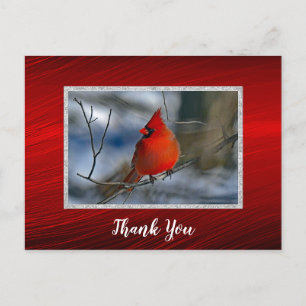 Carte Postale Cardinal Red Winter Photo Merci