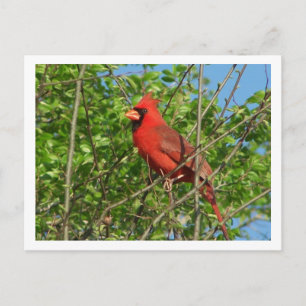 Carte postale Cardinal Rouge