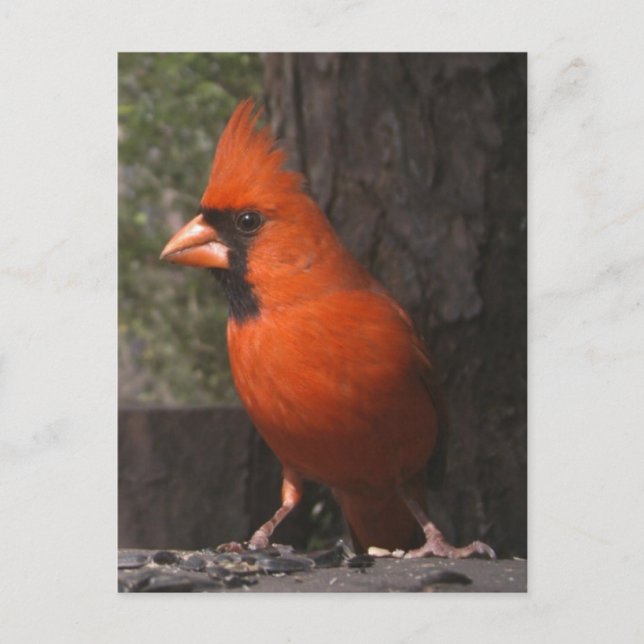 Carte postale Cardinal Rouge (Devant)