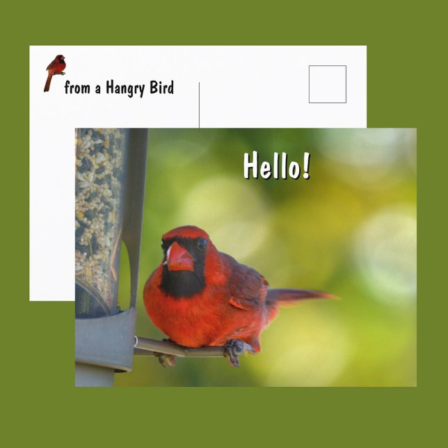 Carte Postale Cardinal rouge à Birdfeeder Hangry Bird (Créateur téléchargé)