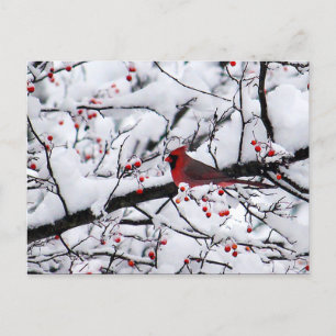 Carte Postale Cardinal Rouge Arbre à Neiges Photo Noël