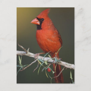 Carte Postale Cardinal rouge, Cardinalis cardinalis, mâle