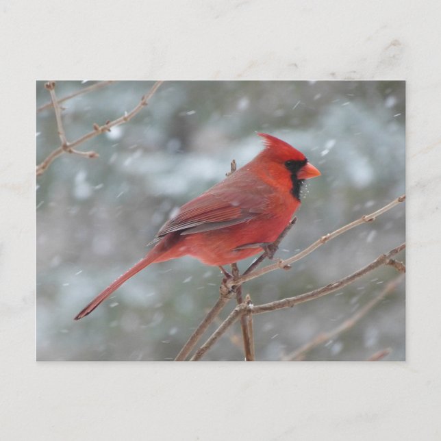 Carte Postale Cardinal rouge dans la neige (Devant)