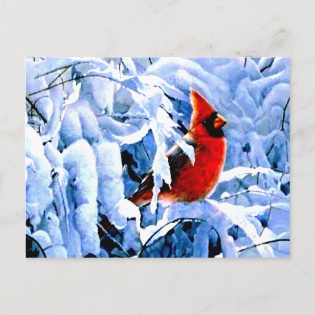 Carte Postale Cardinal Rouge dans la neige d'hiver (Devant)