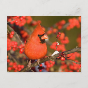 Carte Postale Cardinal rouge dans l'Winterberry commun