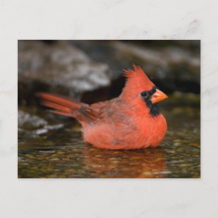 Carte Postale Cardinal rouge mâle se baignant