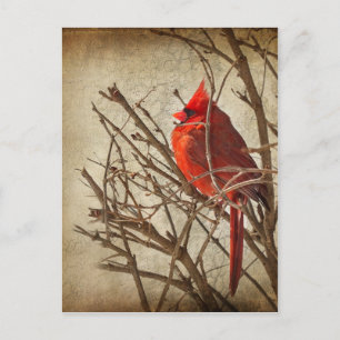 Carte Postale Cardinal rouge - Texture Brown