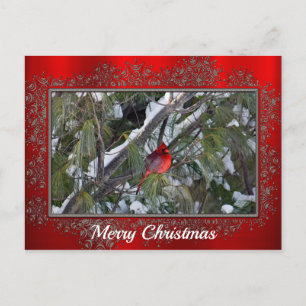 Carte Postale Cardinal Snow Pine Tree Photo Noël