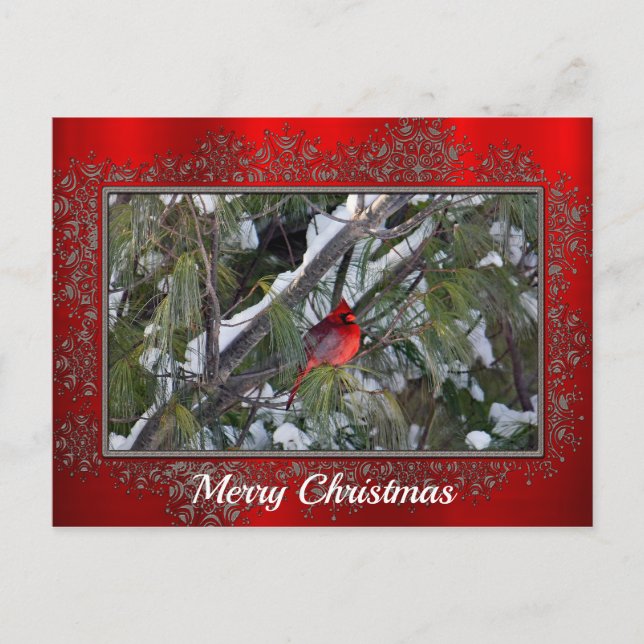 Carte Postale Cardinal Snow Pine Tree Photo Noël (Devant)