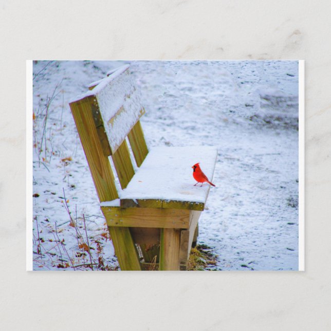 Carte Postale cardinal sur le banc (Devant)