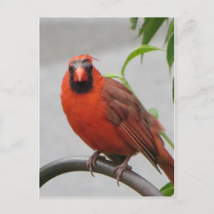 Carte Postale Cardinal sur le chargeur