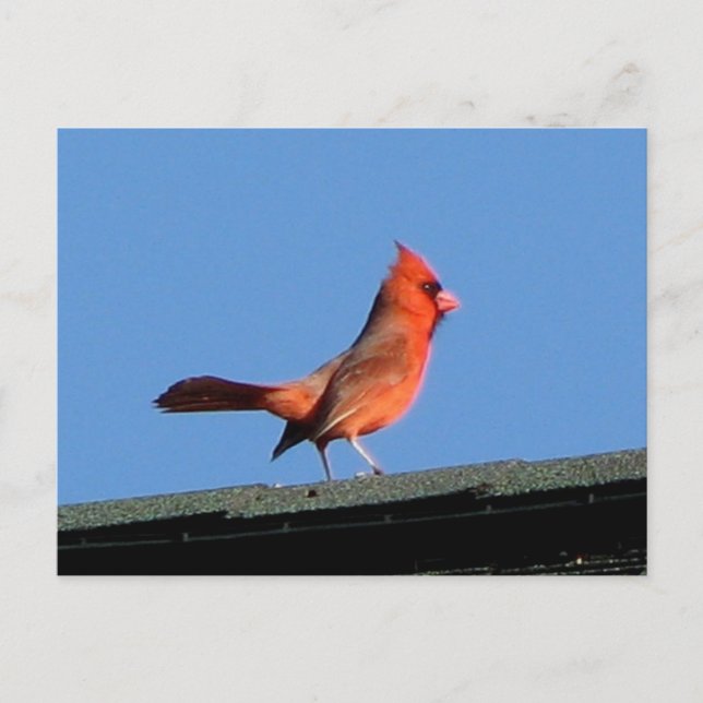 Carte Postale Cardinal sur un toit (Devant)