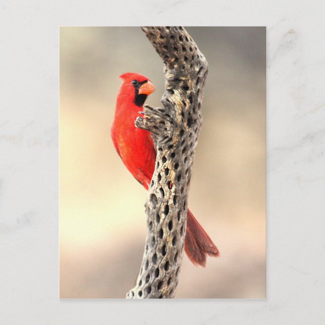 Carte Postale Cardinal sur une cholla (Devant)