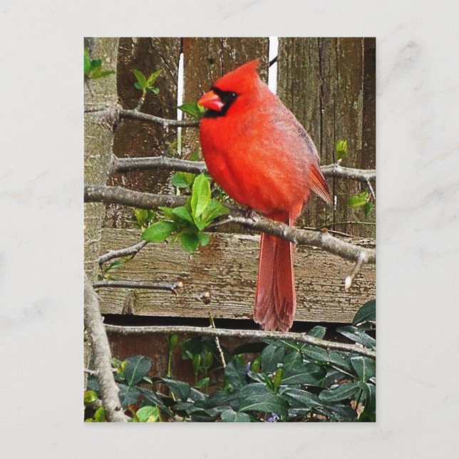 Carte postale cardinale (Devant)