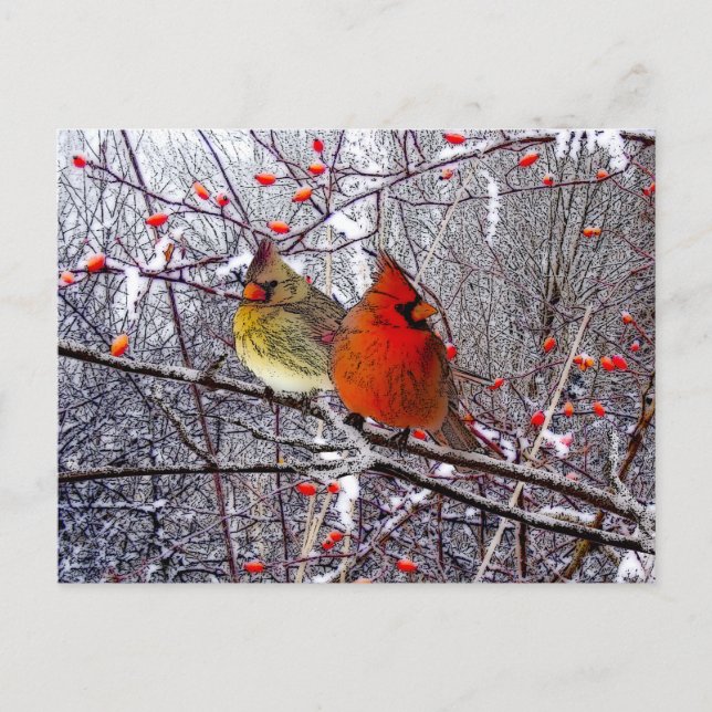 Carte postale cardinale de Noël (Devant)