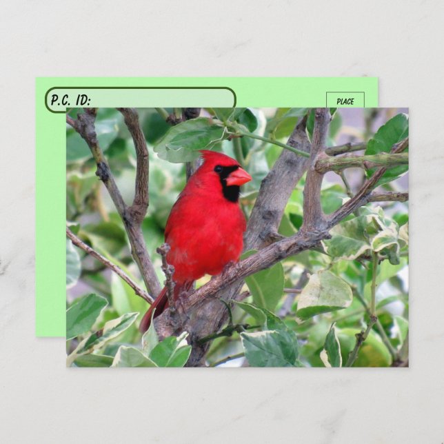 Carte postale cardinale masculine (Devant / Derrière)