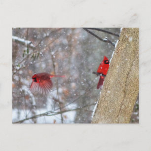 Carte Postale Cardinaux dans la neige